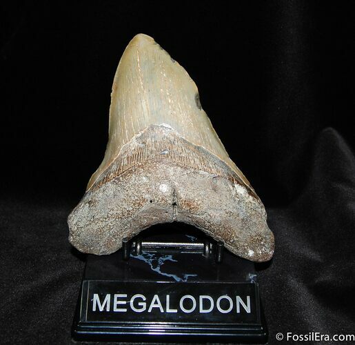 Deformed Inch Megalodon Tooth - MASSIVE #577